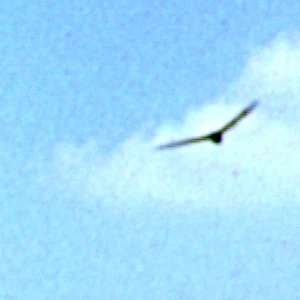 un oiseau dans le ciel