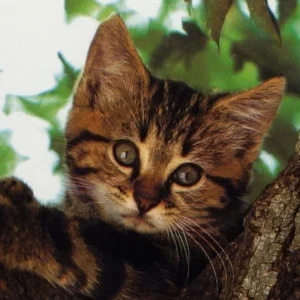 un chaton trés mignon